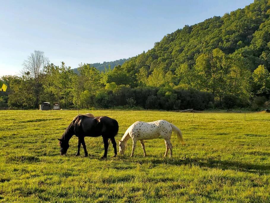 Country Mountain Escape! Villa Barnardsville Exterior photo